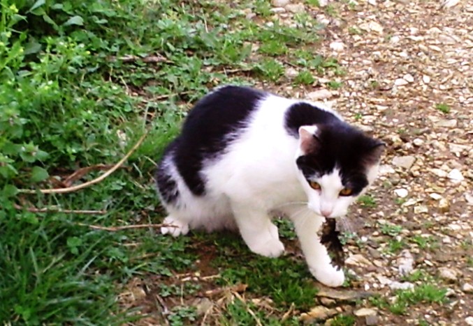 This image has an empty alt attribute; its file name is Mewmew-caught-butterfly_sm.jpg
